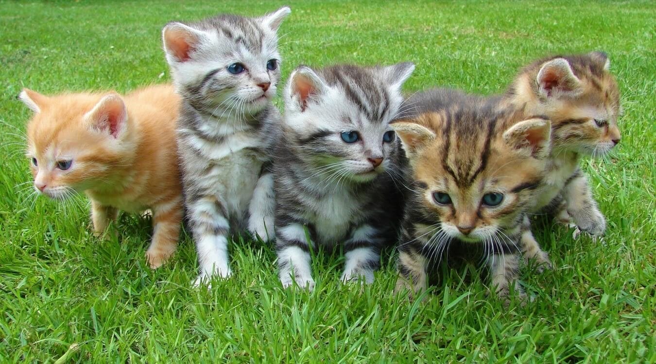 Gratis kittens roosendaal