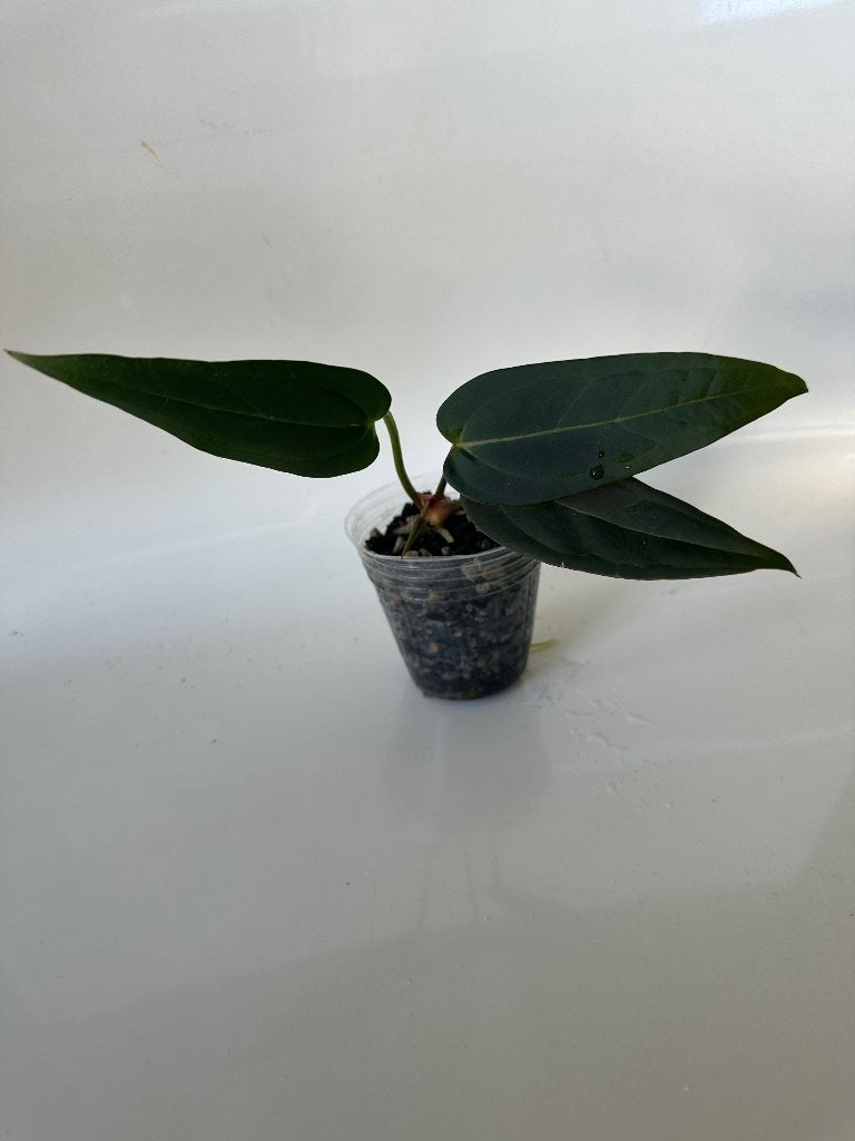 Anthurium  Dark and Handsome 9*Red velvet cake 24, Minder dan 100 cm, Groene kamerplant, Groenteplant, Halfschaduw