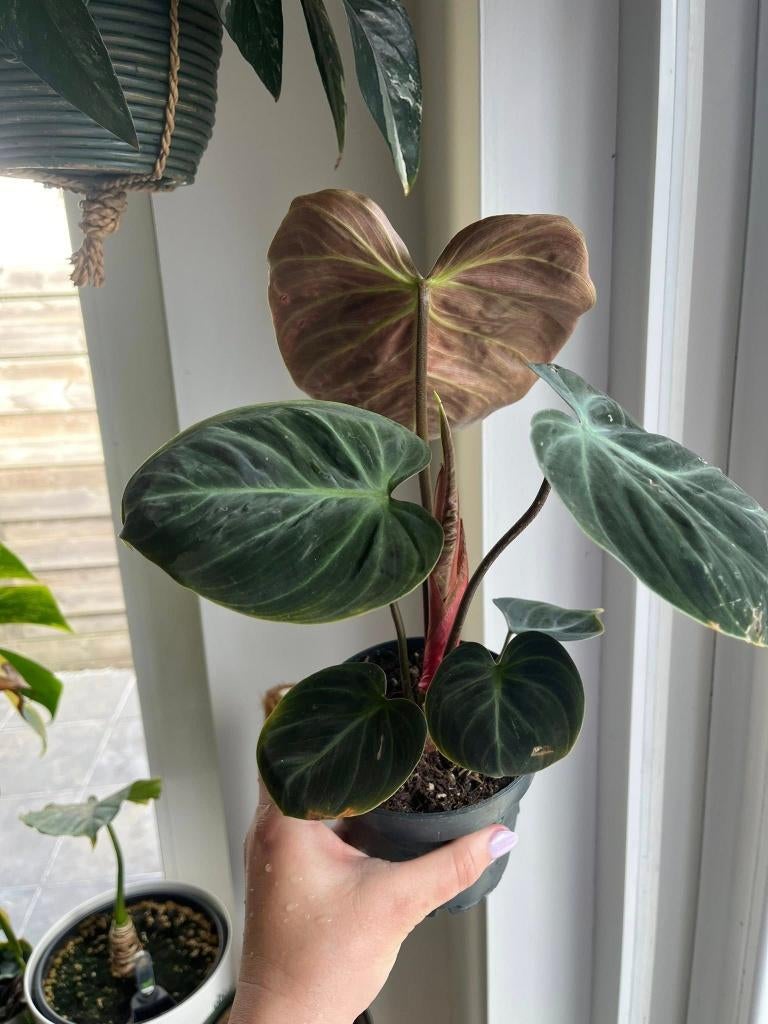 Philodendron El Choco Red, Ophalen of Verzenden, Halfschaduw, Minder dan 100 cm