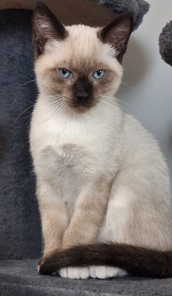 Super lieve kittens kruising Siamees, Dieren en Toebehoren, Kater, Ontwormd, 0 tot 2 jaar