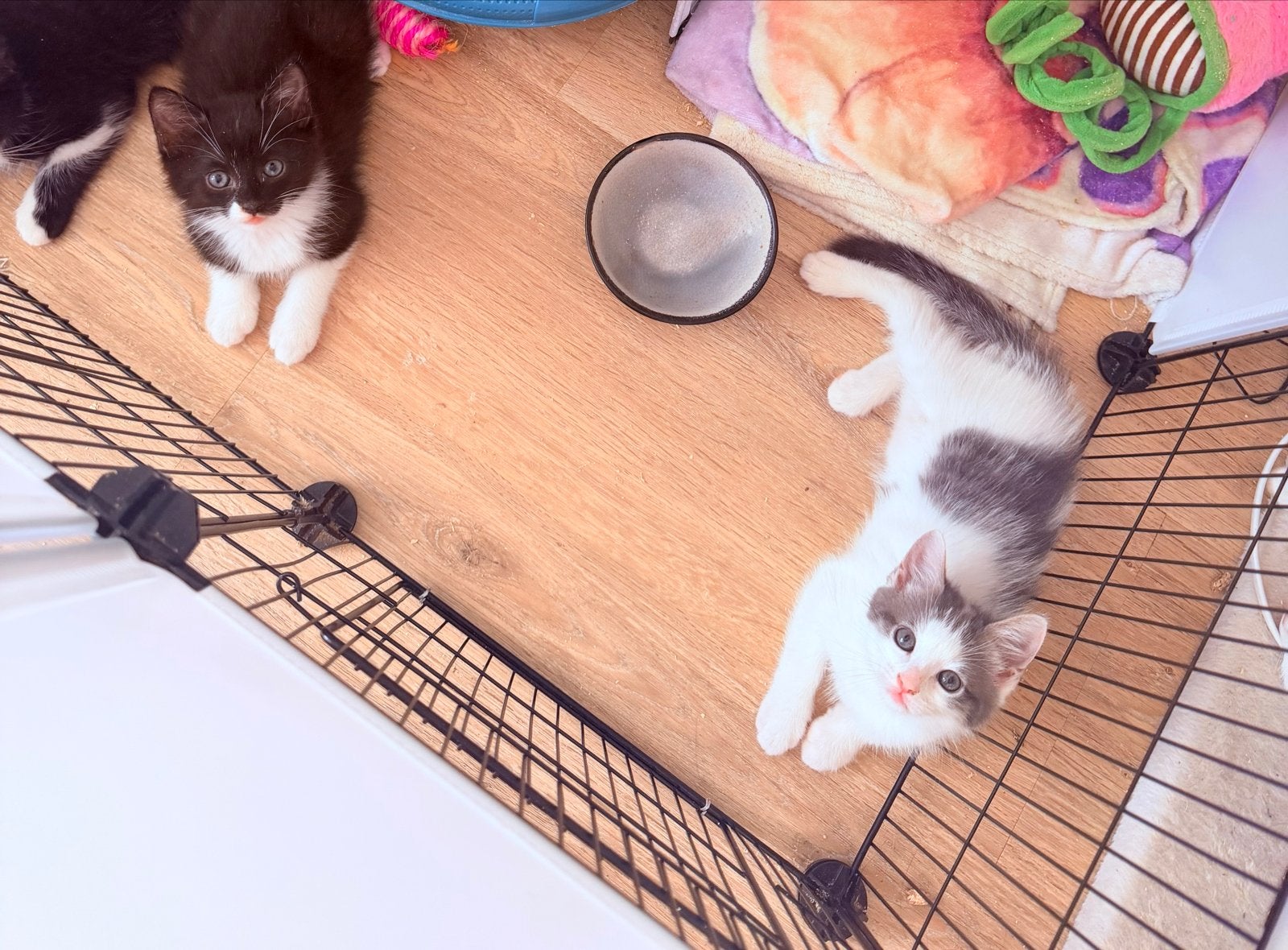Foto 14 van Kittens mogen het nestje verlaten.