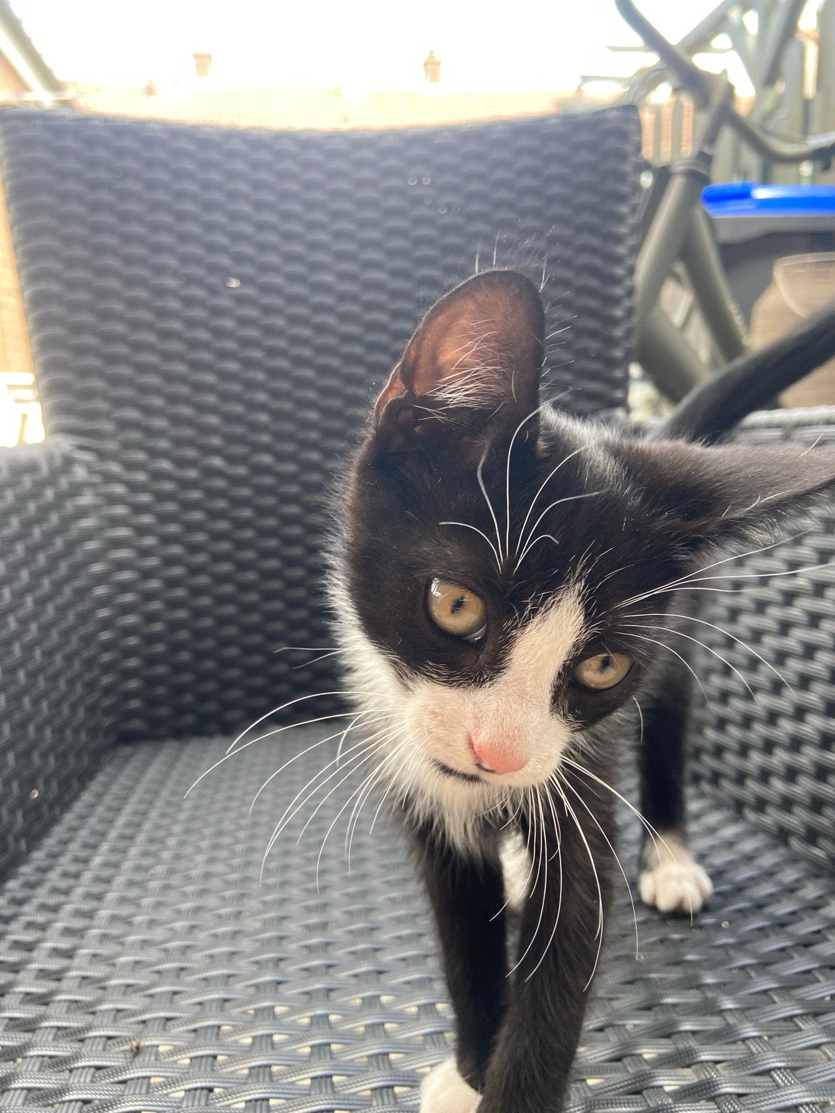 Lieve kittens te koop, Meerdere dieren