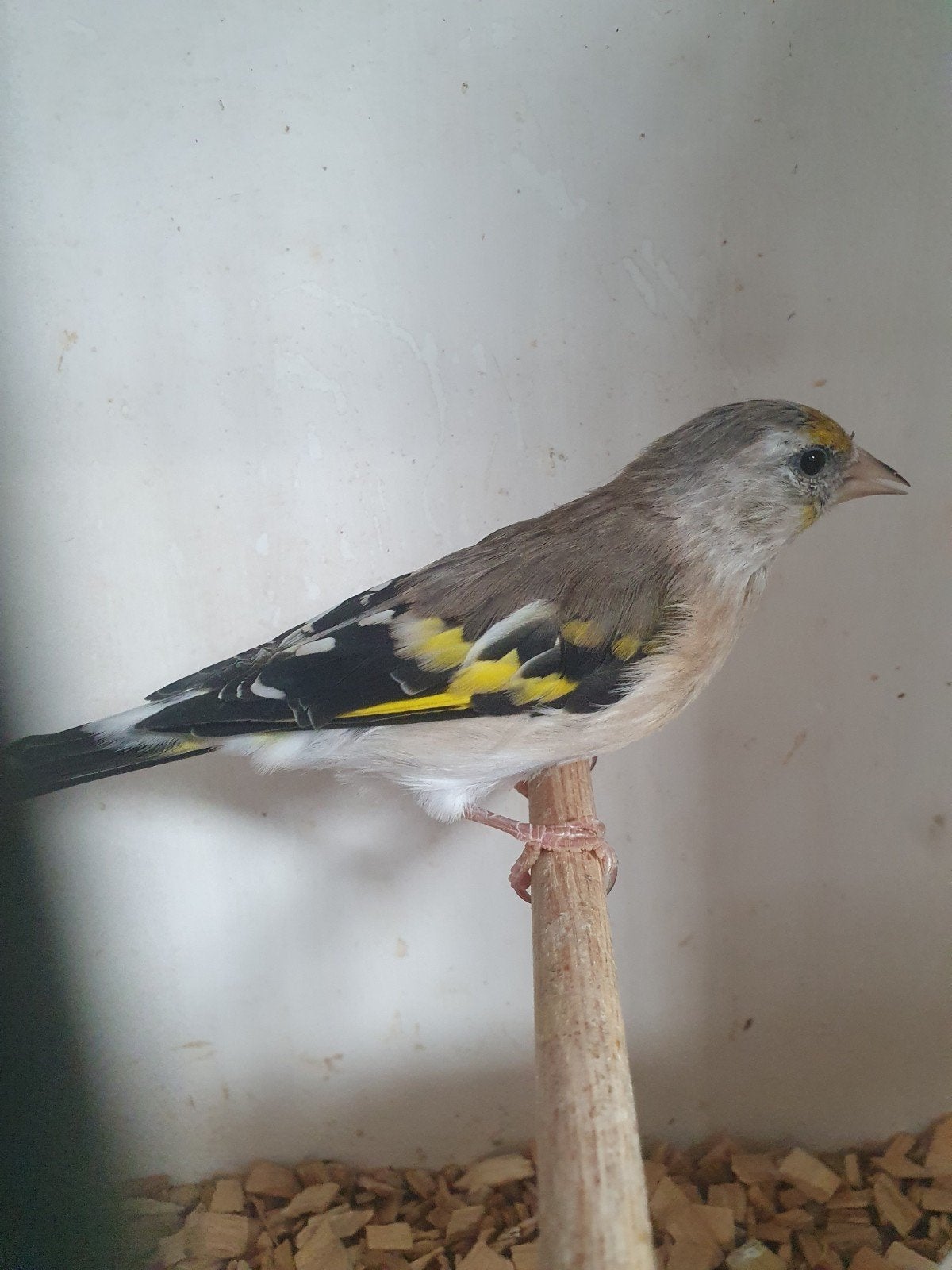 bastaard majorputter x sijs pop, Dieren en Toebehoren, Vrouwelijk, Wildzangvogel, Geringd