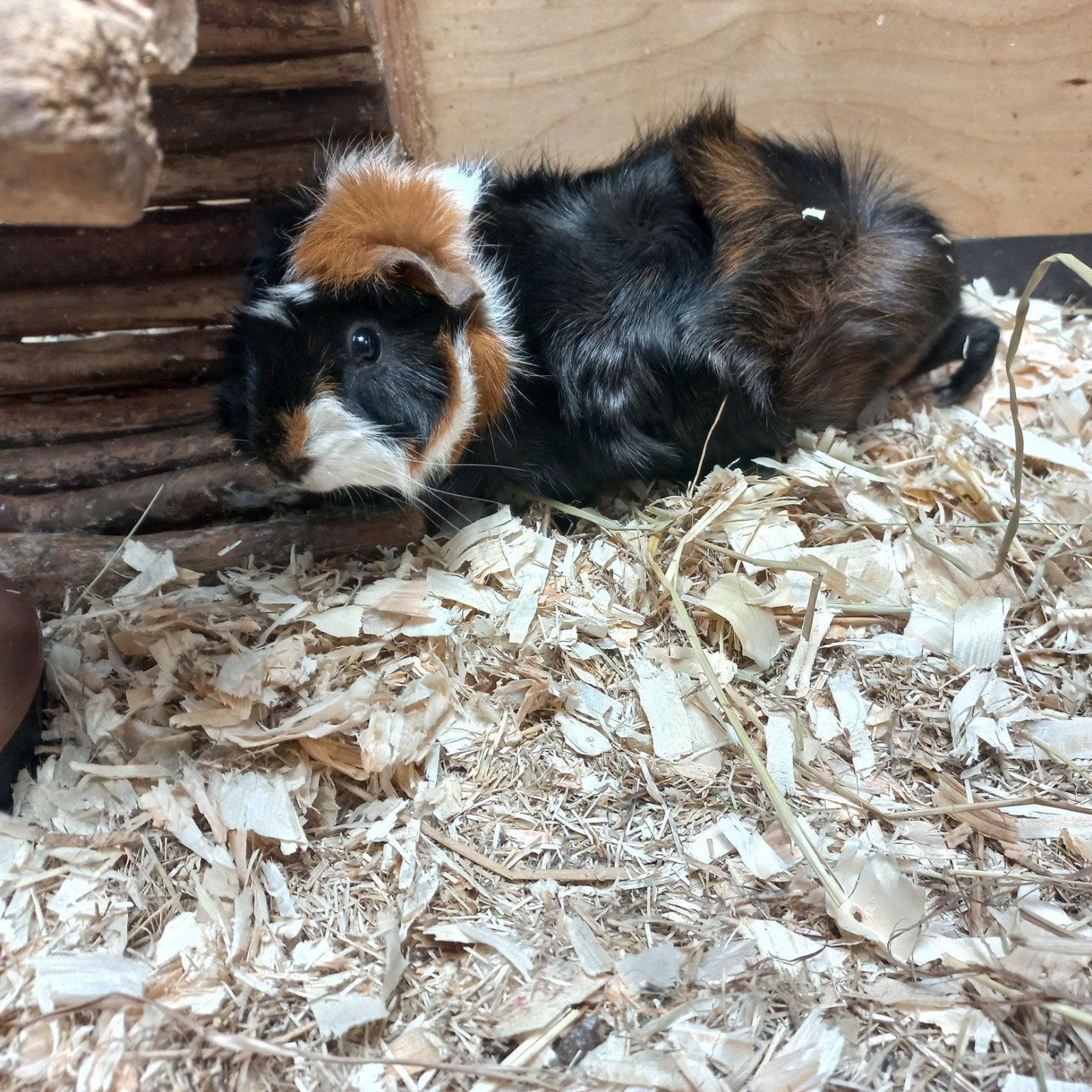 Zeugjes Moeder en dochter, Dieren en Toebehoren, Knaagdieren, Cavia, Vrouwelijk, Januari, Tam