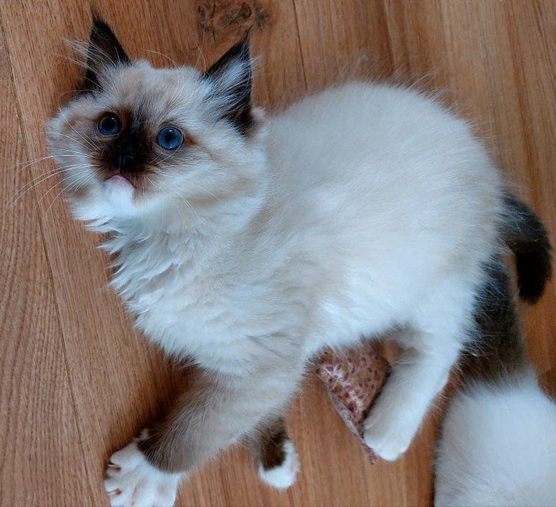 2 Ragdoll kittens met stamboom, Dieren en Toebehoren, Meerdere dieren, Met stamboom, 0 tot 2 jaar