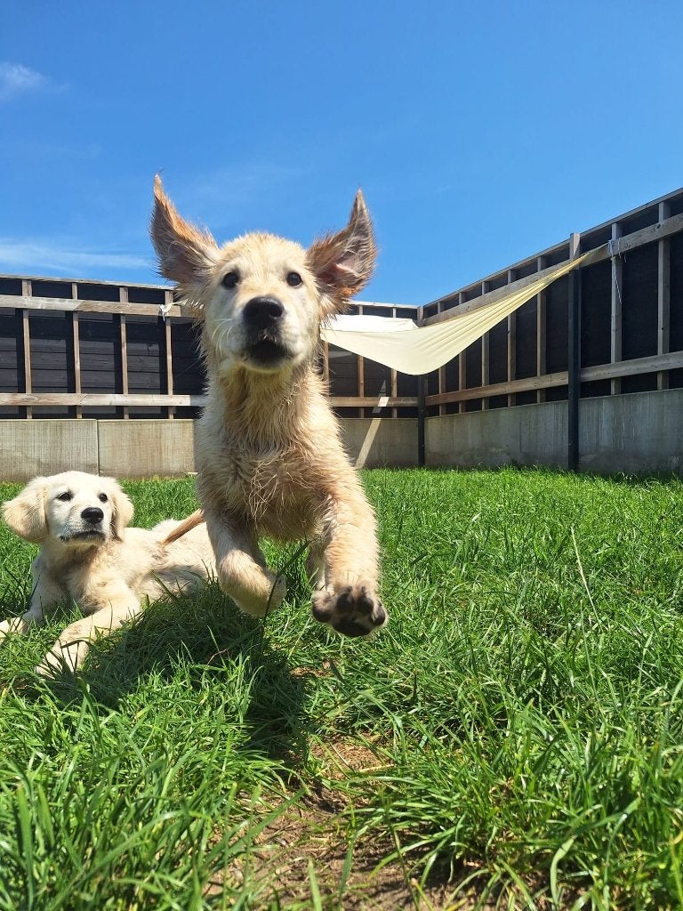 Golden retrieverpup, Dieren en Toebehoren, Honden | Retrievers, Spaniëls en Waterhonden, Teef, Golden retriever, Fokker | Hobbymatig