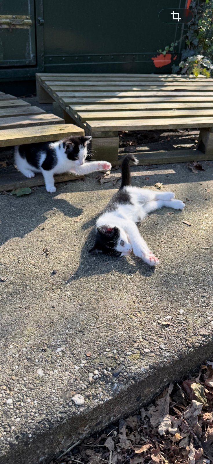 Laatste 2 kittens! super aanhankelijk en lief, Dieren en Toebehoren, Meerdere dieren, Kortharig, 0 tot 2 jaar