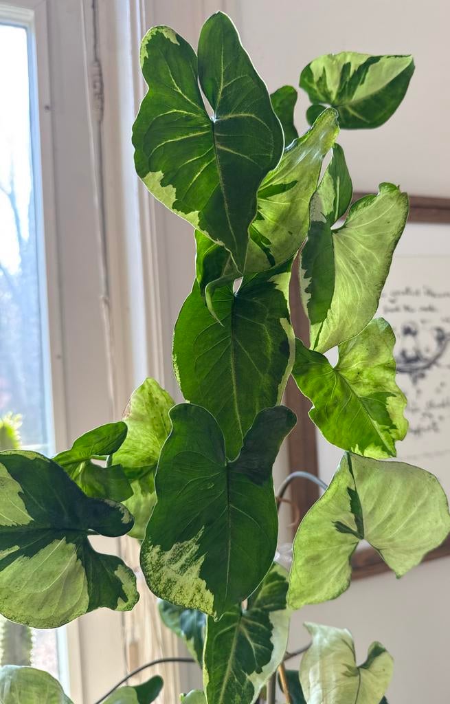 Syngonium Three Kings stekken - Kopstek & Bladstek, Ophalen, Halfschaduw, Minder dan 100 cm