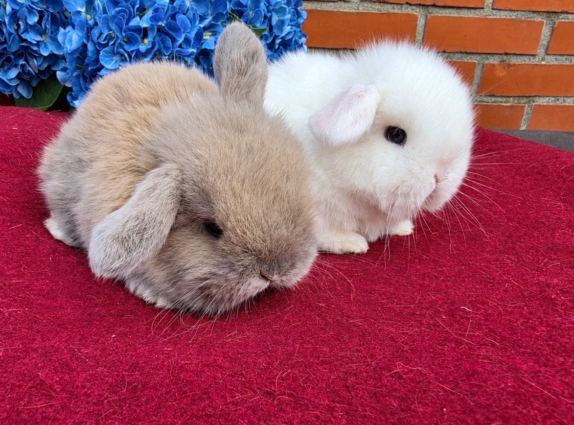 Super lief Minilop dwerghangoor koppeltje voedsters, Dieren en Toebehoren, Vrouwelijk, Dwerg, Hangoor, 0 tot 2 jaar
