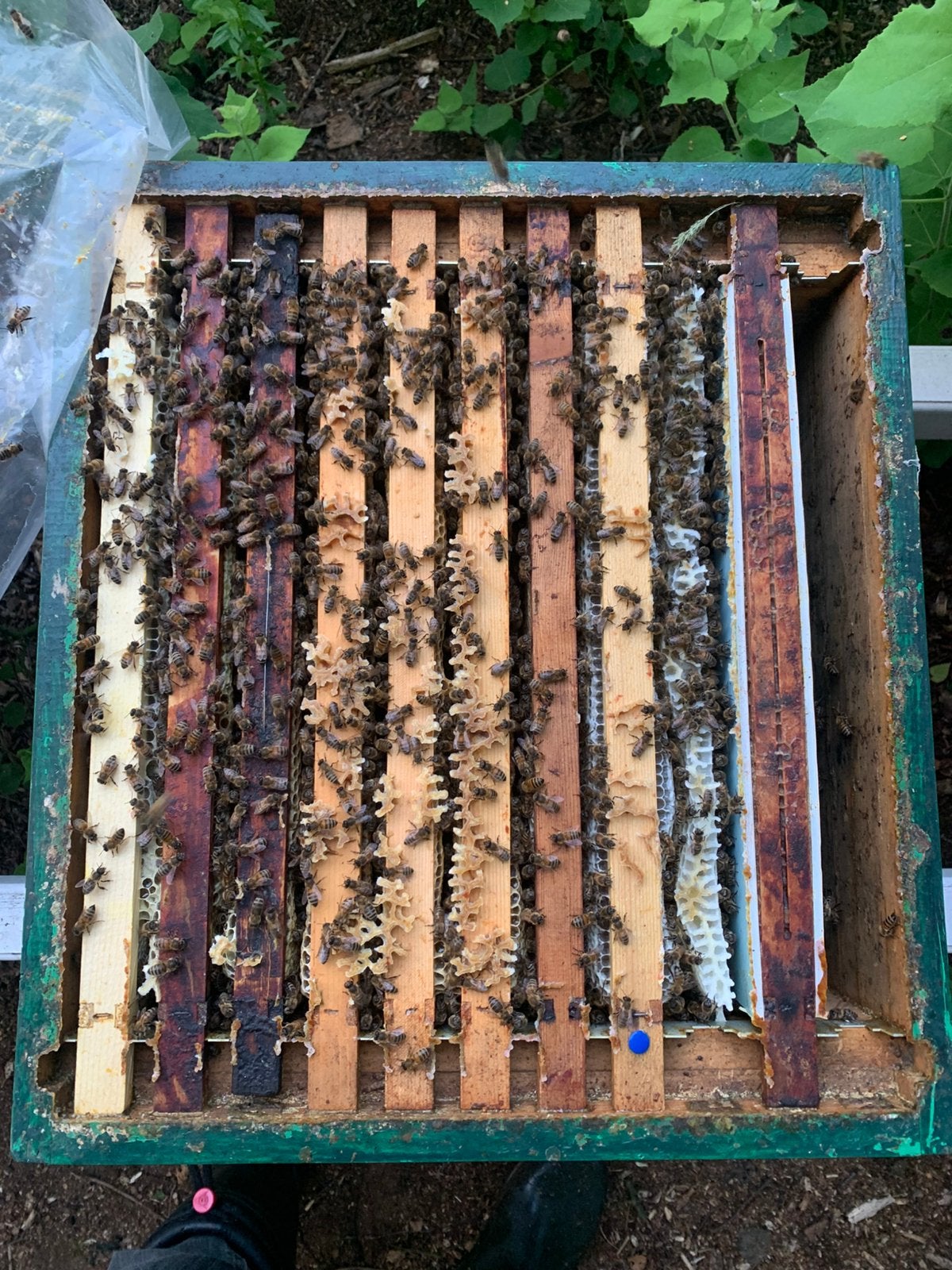 Bijenvolk, Dieren en Toebehoren, Insecten en Spinnen, Bijen