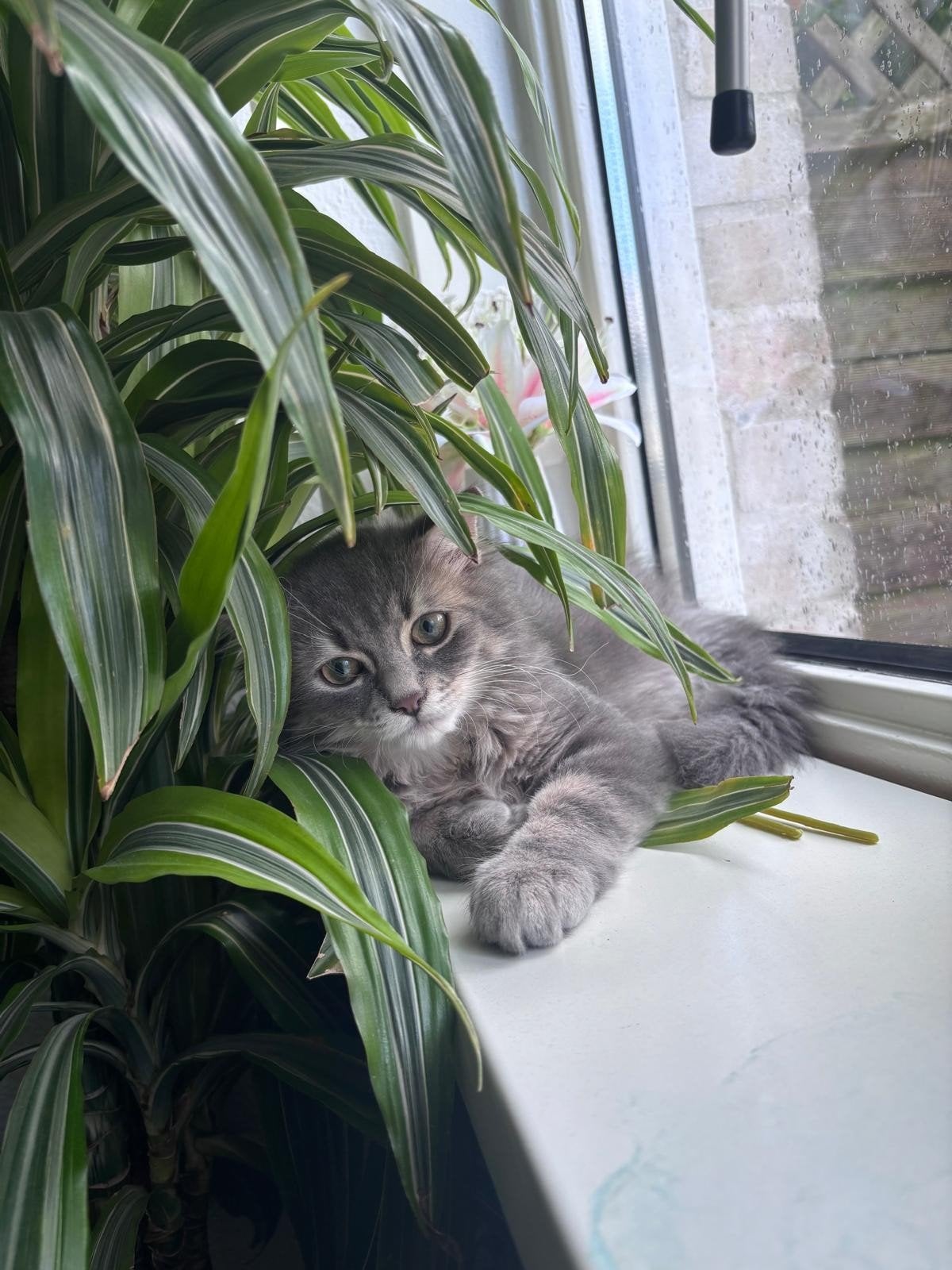 Langharige grijze kater zoekt een liefdevol huisje