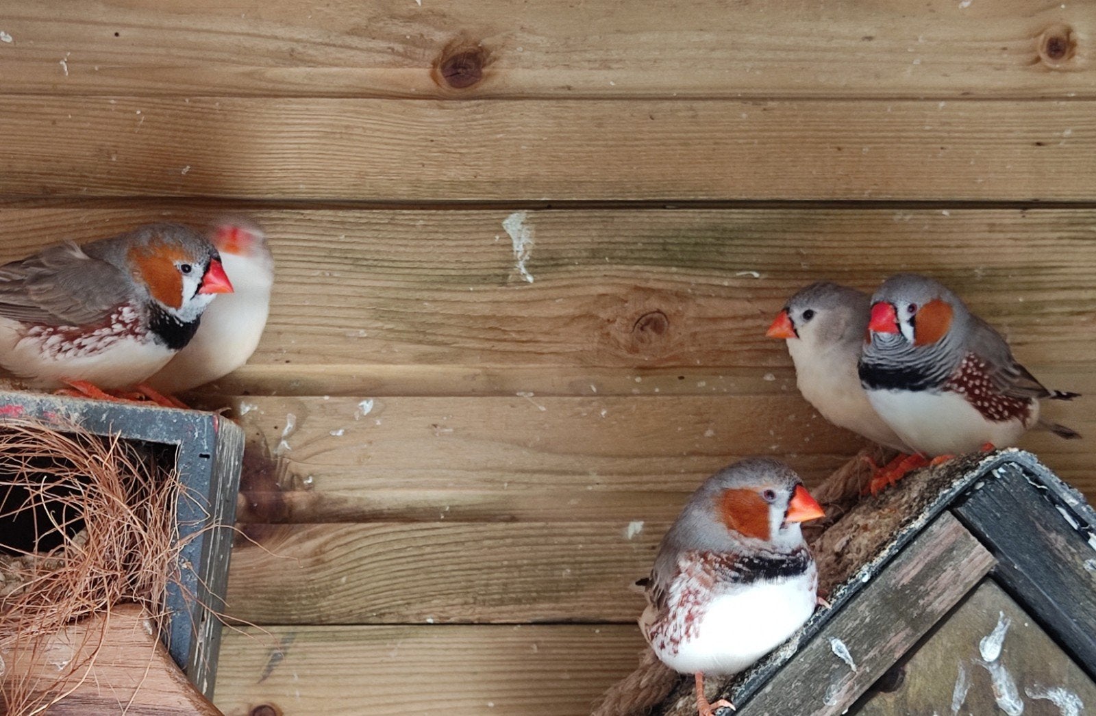 Zebravinken mannetjes, Mannelijk, Tropenvogel
