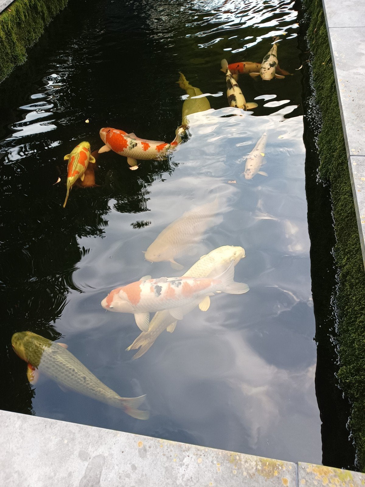 koi karpers 15 stuks, Karper of Koi