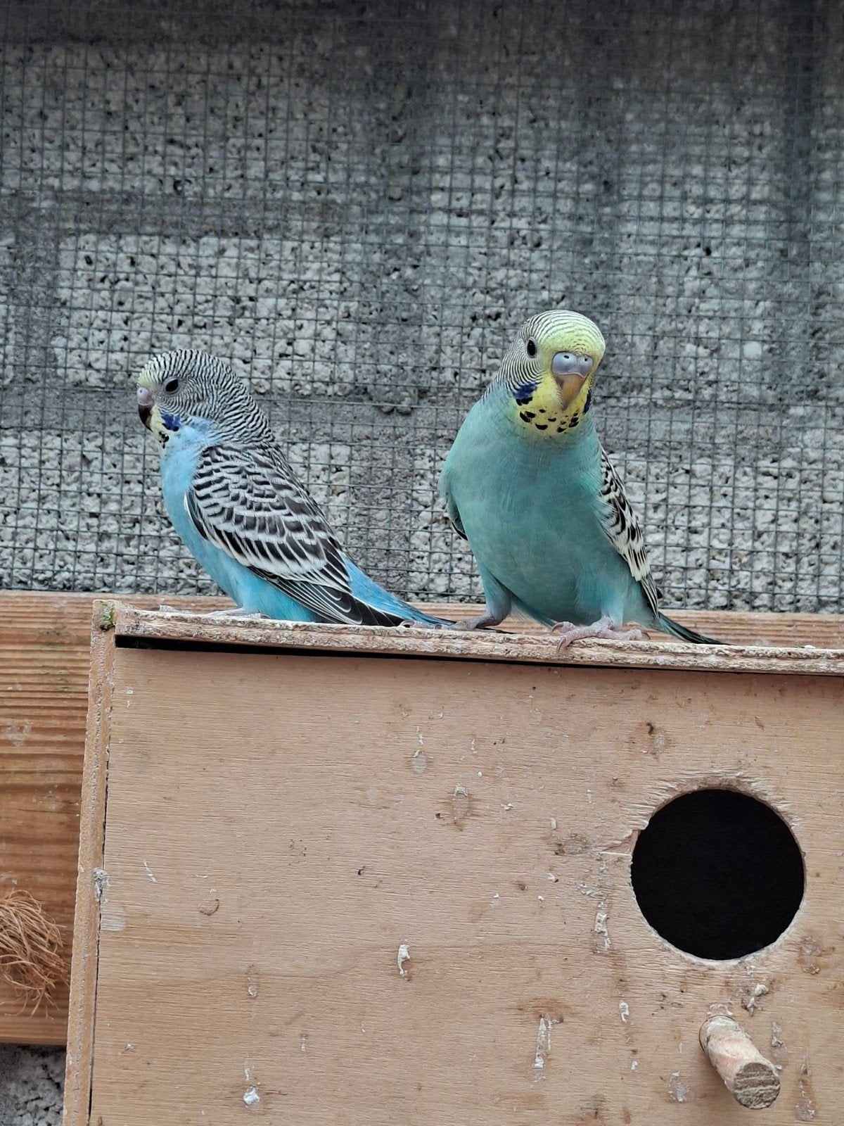 3 jonge parkieten, Meerdere dieren, Parkiet