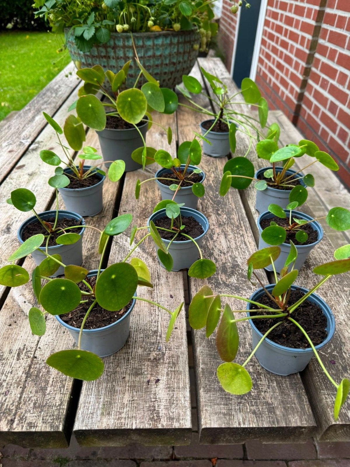 Pannenkoekenplant stekjes, Tuin en Terras, Planten | Tuinplanten, Vaste plant, Bloeit niet, Halfschaduw, Ophalen