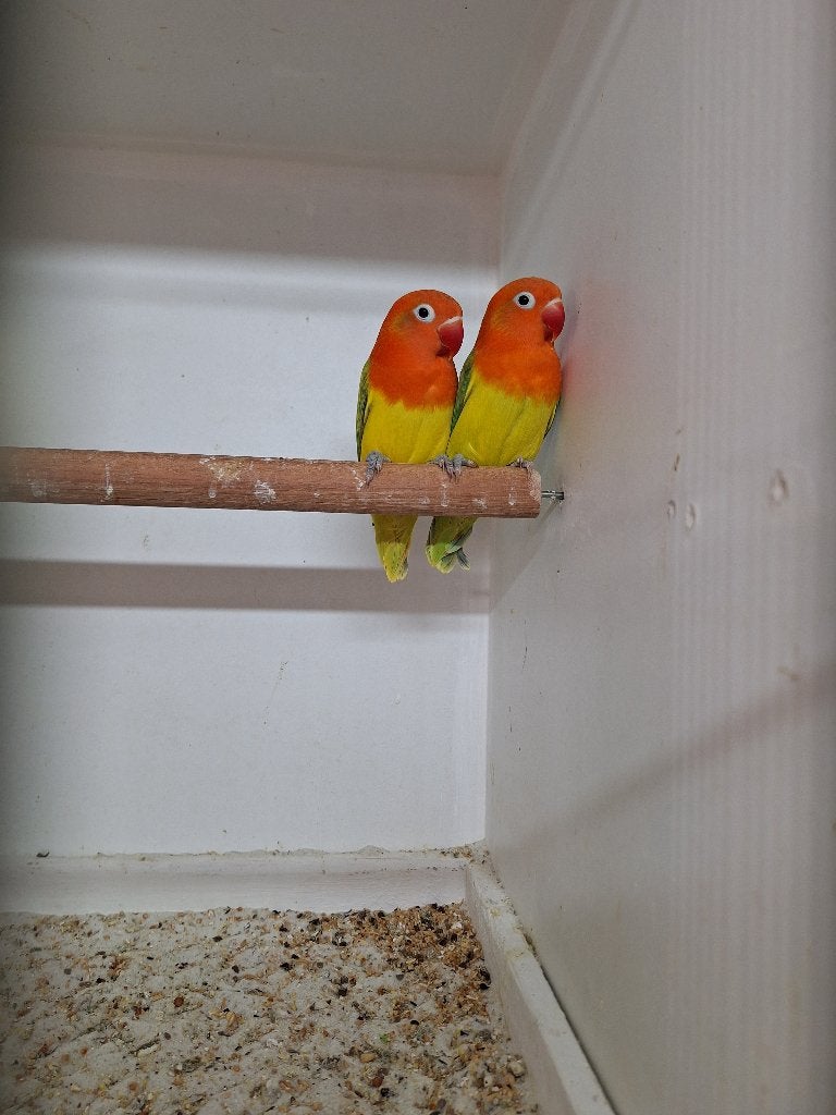 Agapornis Fischeri's, Dieren en Toebehoren, Geslacht onbekend, Dwergpapegaai of Agapornis, Geringd