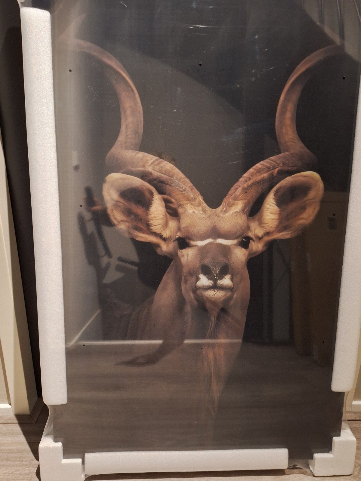 Schilderij op gehard glas - Kudu - 70x110cm, Antiek en Kunst, Ophalen of Verzenden, Glas, Print, Dieren