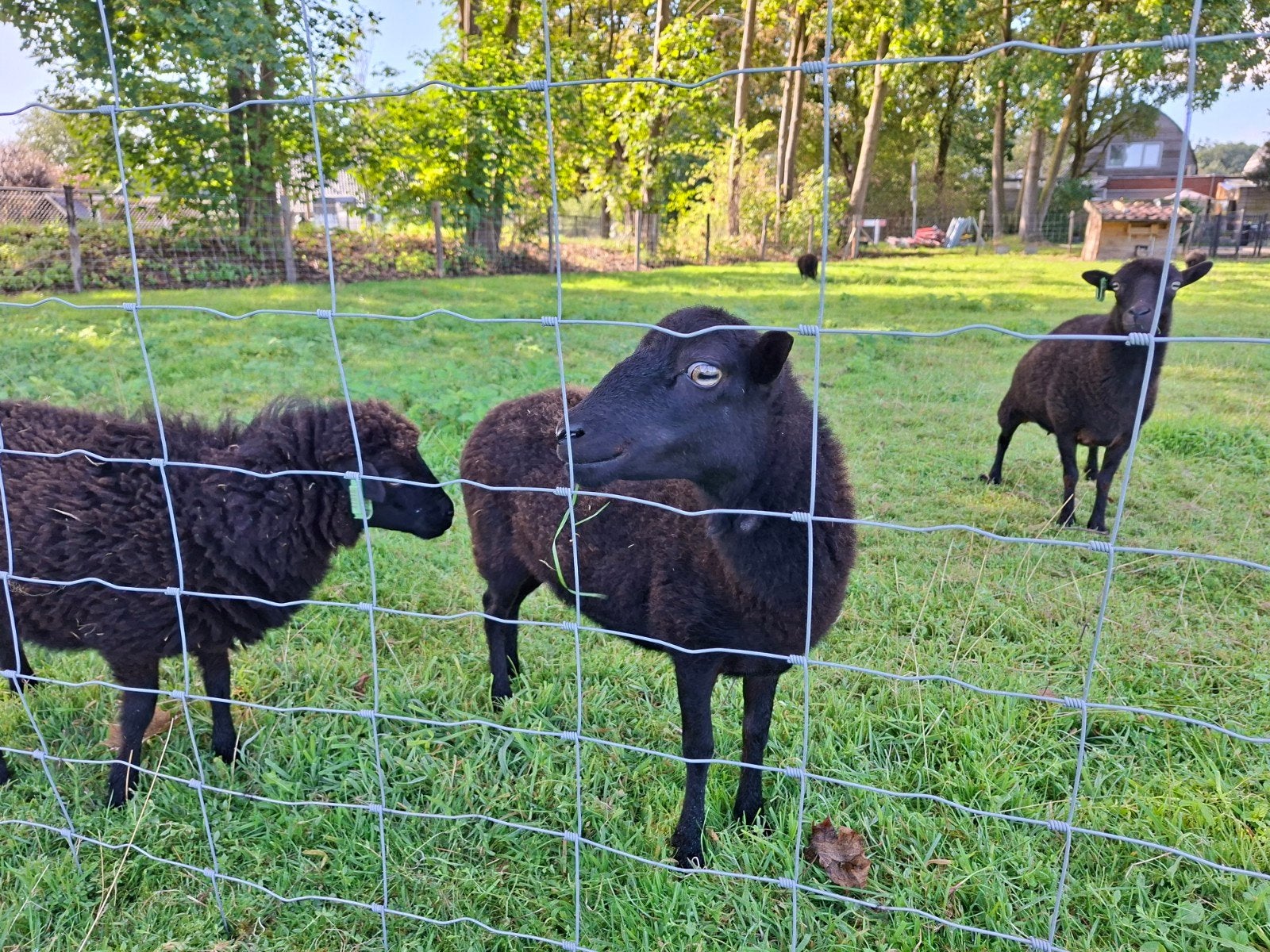 kleine kudde te huur, Dieren en Toebehoren, Weidegang
