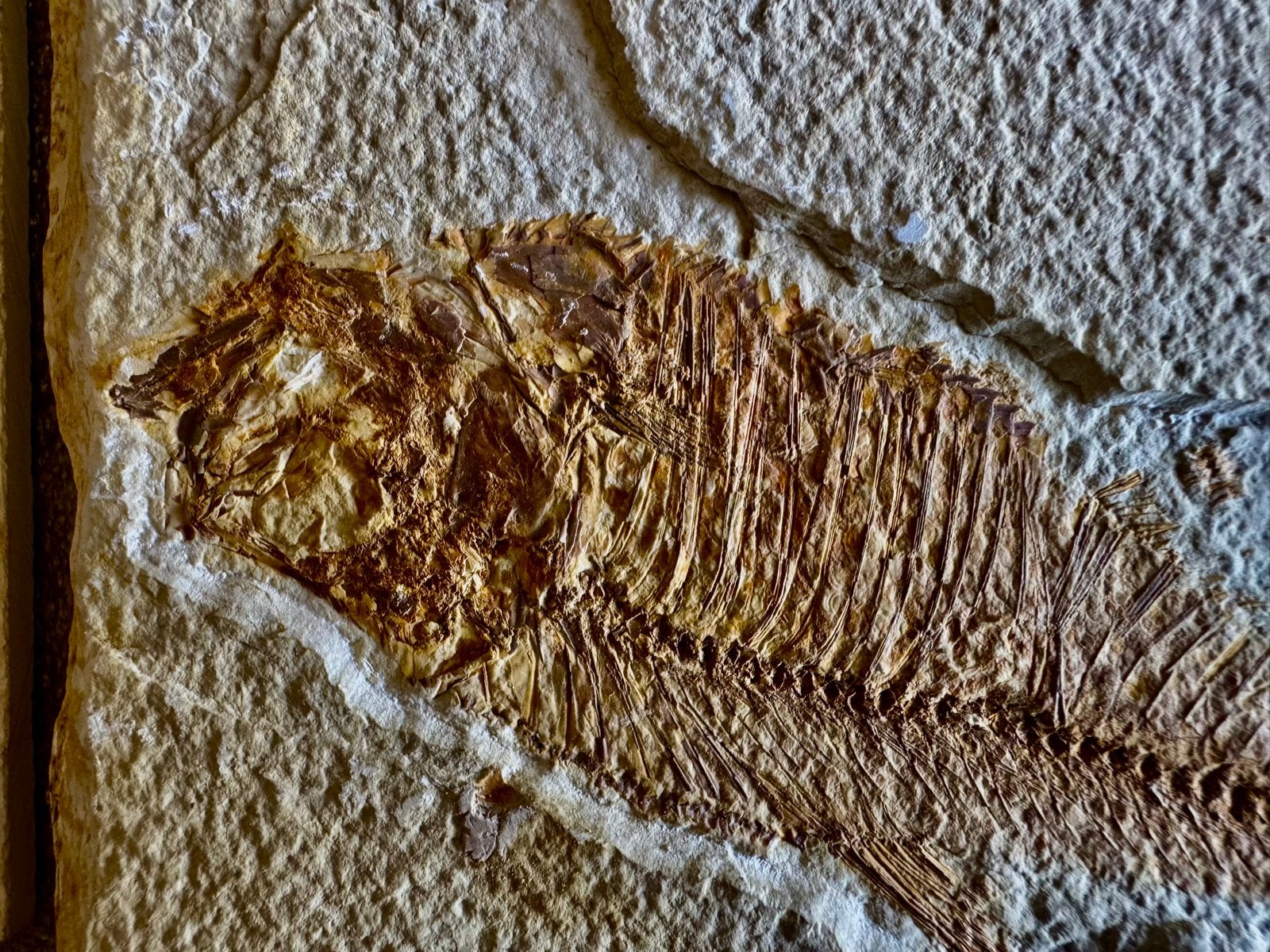 Unieke collectie prehistorische gereedschappen en fossielen, Ophalen of Verzenden, Fossiel