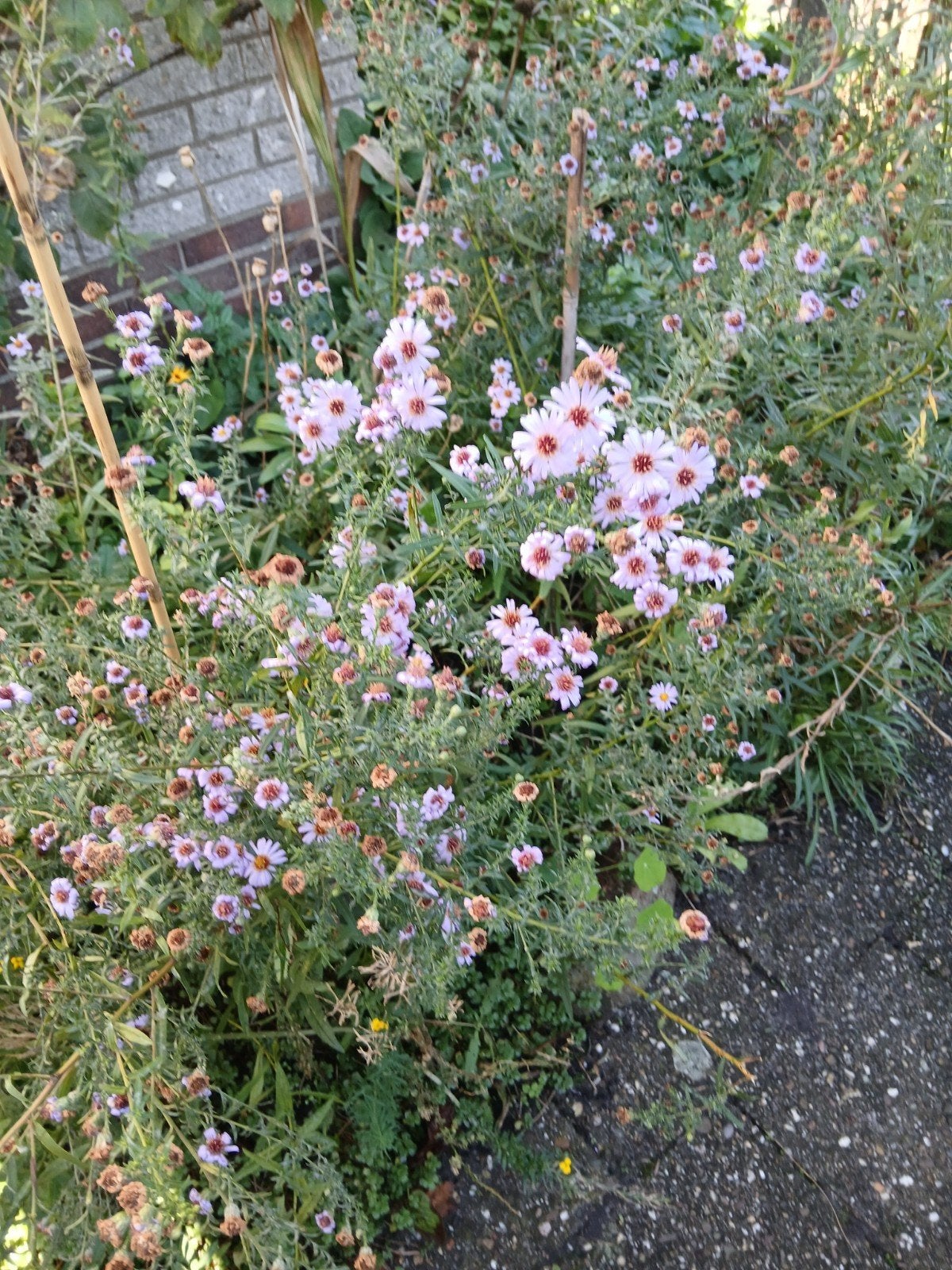 Phlomis, Persicaria, Herfstasters, hartgespan, Tuin en Terras, Volle zon, Vaste plant, Herfst, Ophalen