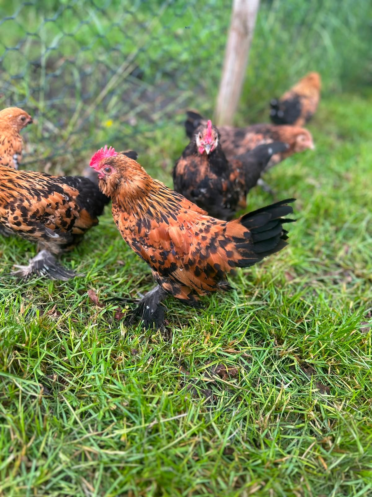 2x sabelpootkriel (haantje) kuiken, Dieren en Toebehoren, Pluimvee, Mannelijk, Kip