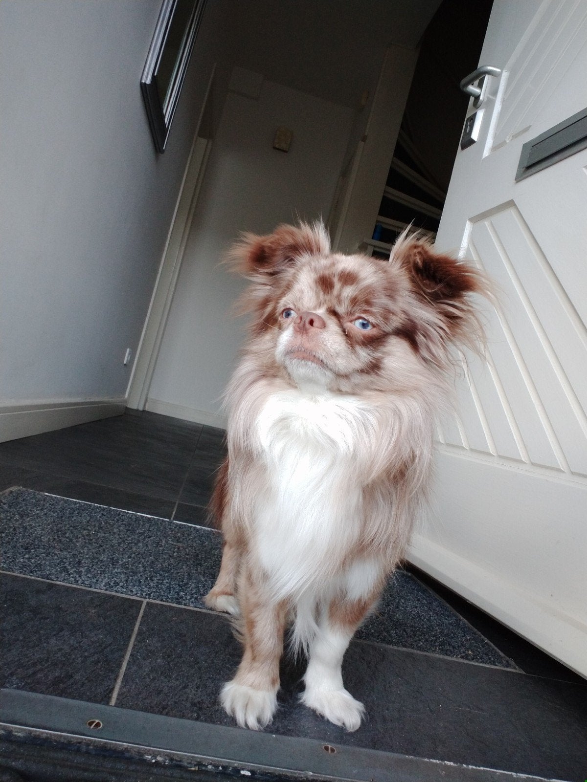 Chihuahua Choco Merle, blauwe ogen, zoekt zijn gouden mand., 6 jaar of ouder, Reu, Eén hond, Klein