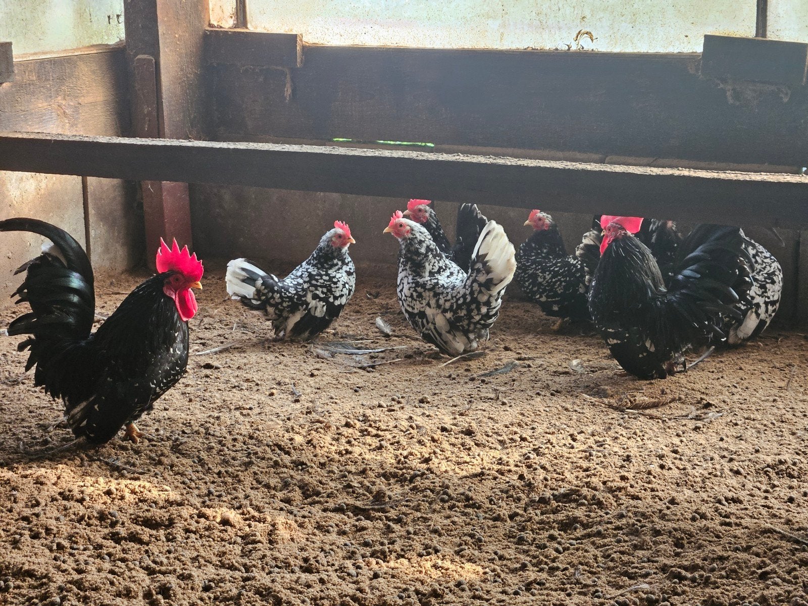 7 chabo hennekes te koop, Meerdere dieren, Kip