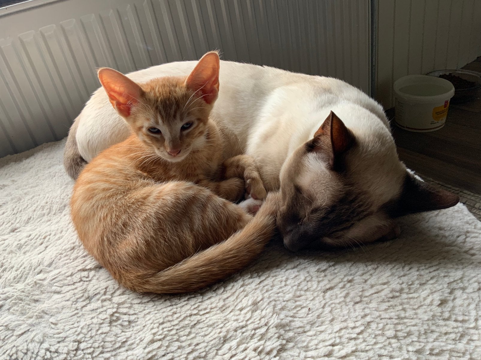 Hele knappen siamees kitten, Kater, 0 tot 2 jaar