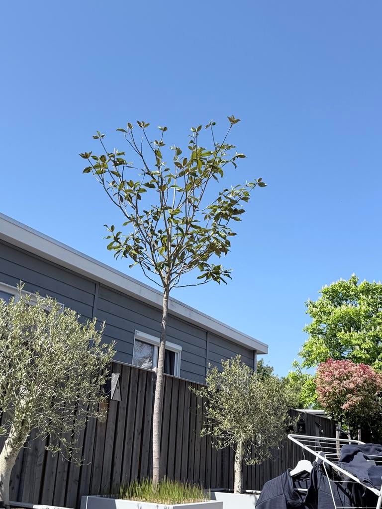 Magnoliaboom - Zoekt nieuwe plek in volle grond, Overige soorten, Lente, 100 tot 250 cm, Ophalen