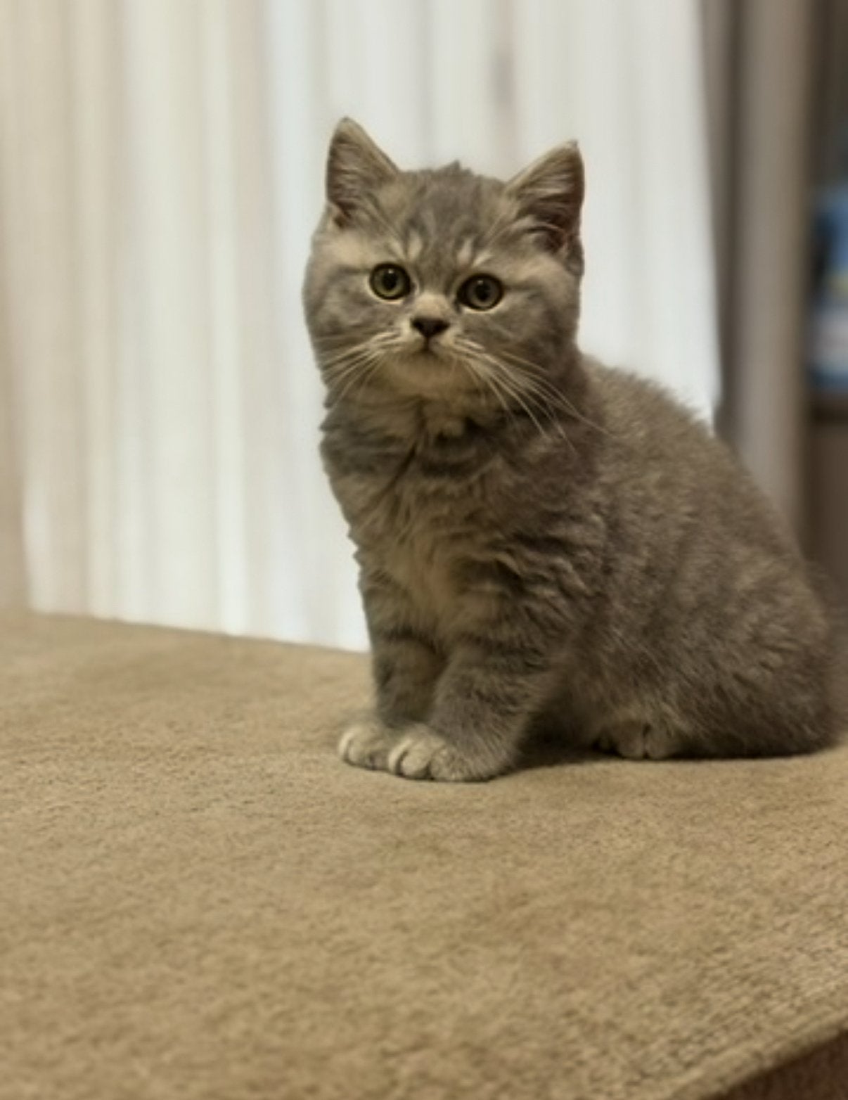 Brits(e) korthaar kittens katertje, Dieren en Toebehoren, Kater, Gechipt, 0 tot 2 jaar