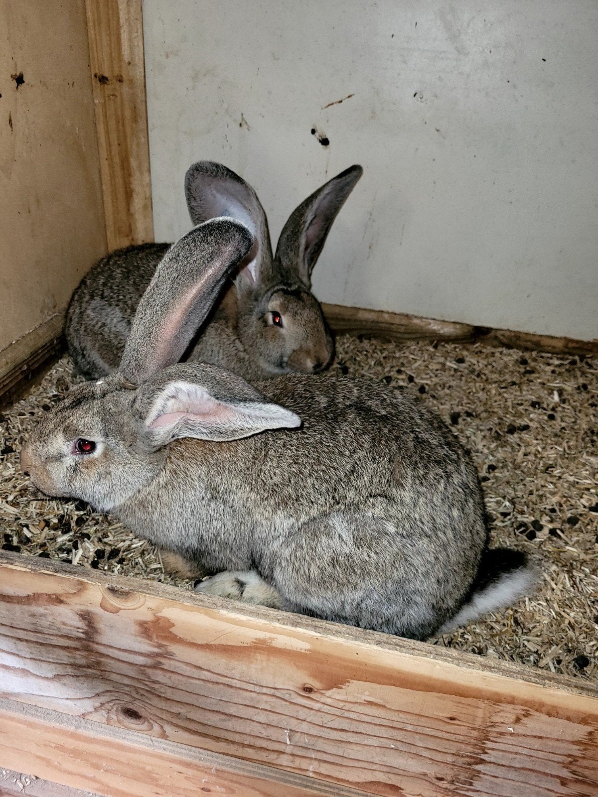 Raszuivere vlaamse reuzen, Dieren en Toebehoren, Vrouwelijk, Groot