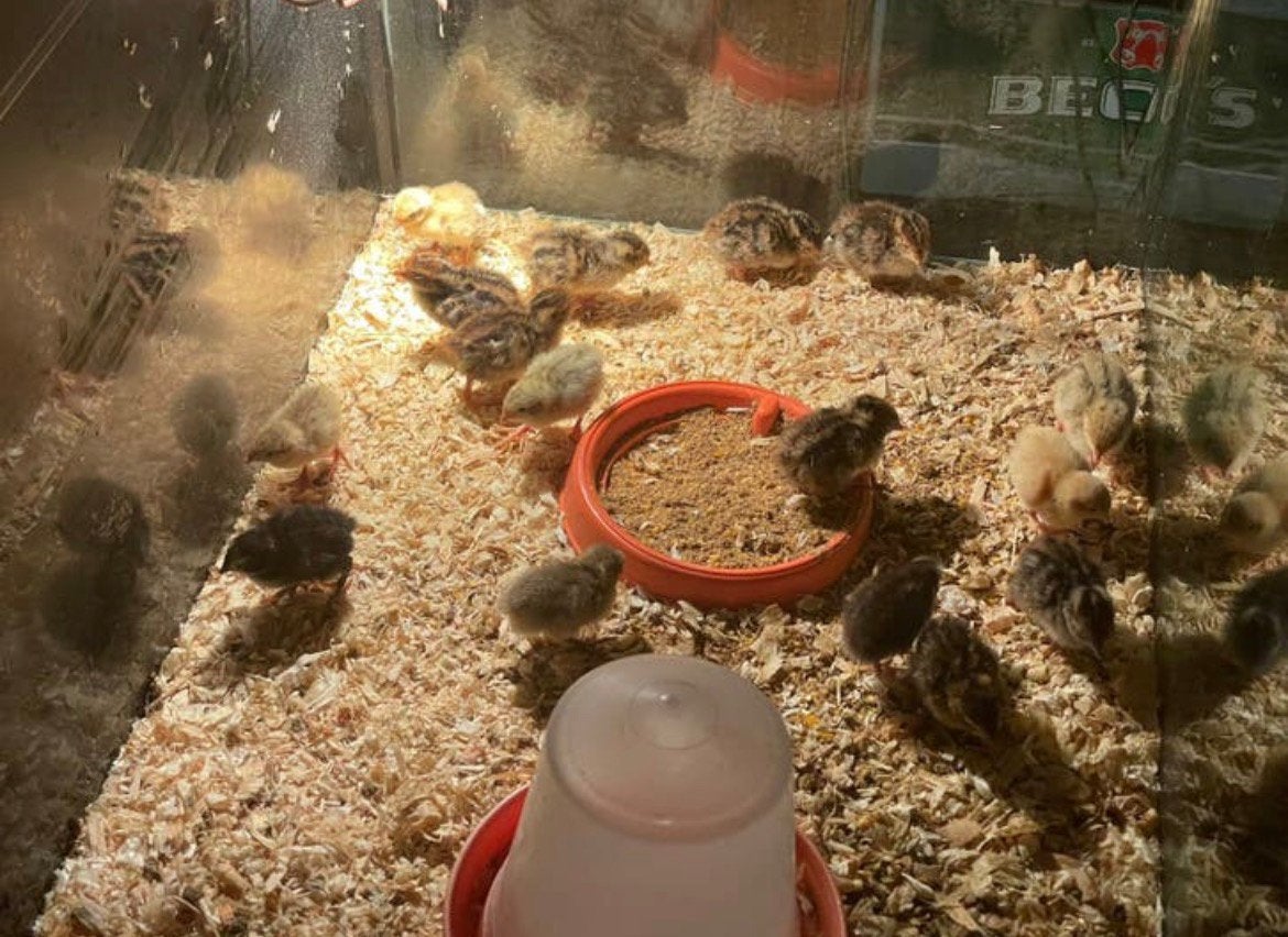 Kwartel kuikens, Dieren en Toebehoren, Pluimvee, Meerdere dieren, Overige soorten