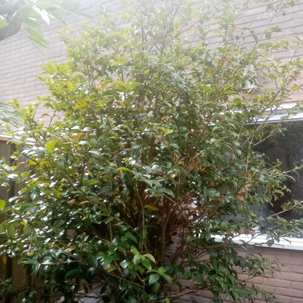 Camellia herfstbloeier Kanjiro (zelf uitgraven), Tuin en Terras, Planten | Struiken en Hagen, Ophalen, Overige soorten, Struik