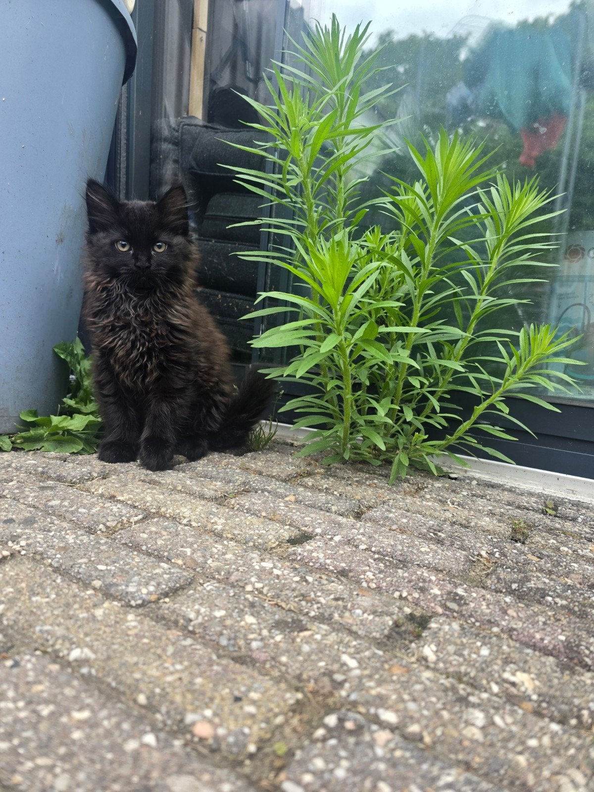 Twee poesjes,mama half maincoon, Dieren en Toebehoren, Poes, Langharig, 0 tot 2 jaar