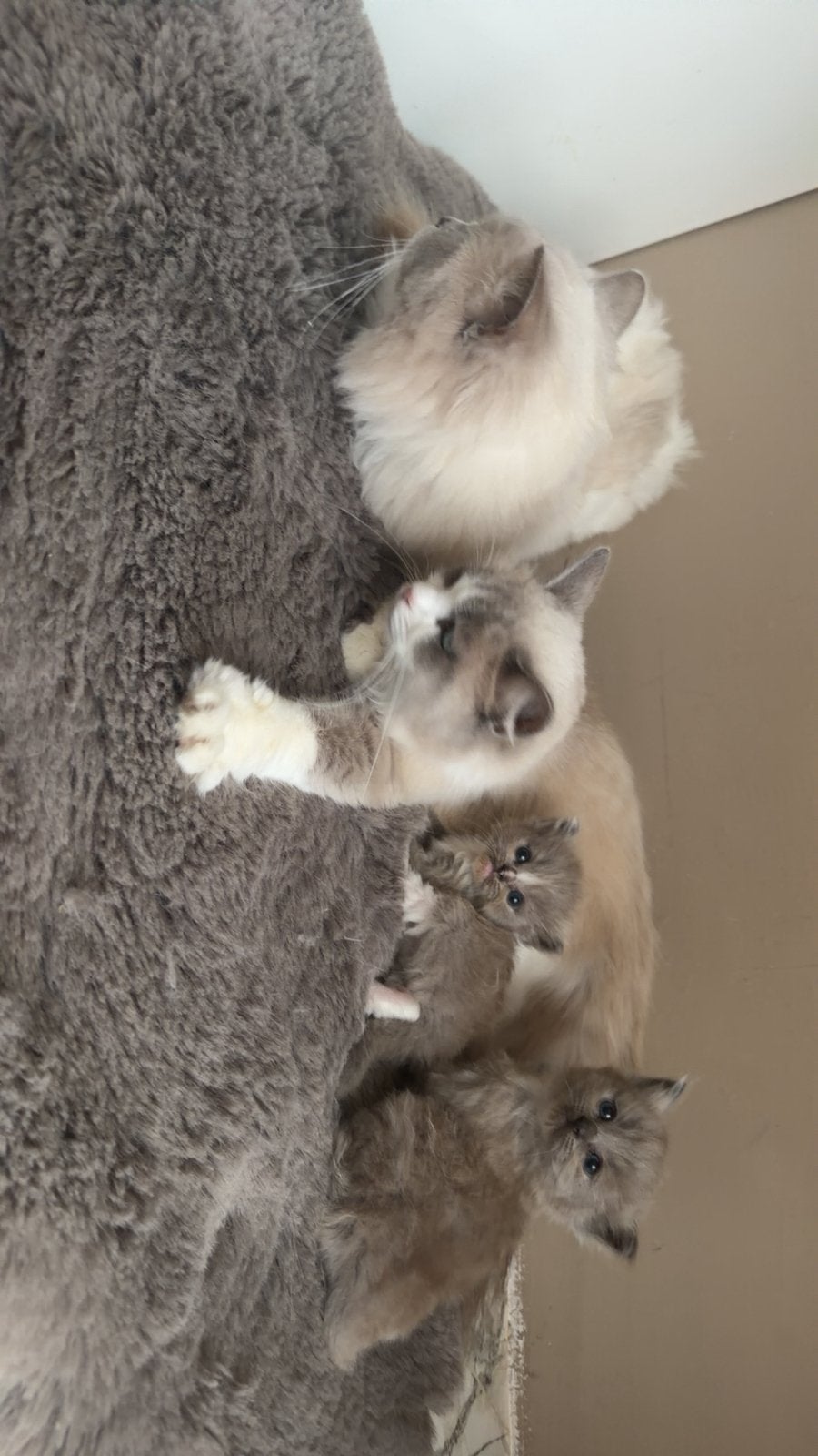 Ragdol kittens 100% puur, Kater
