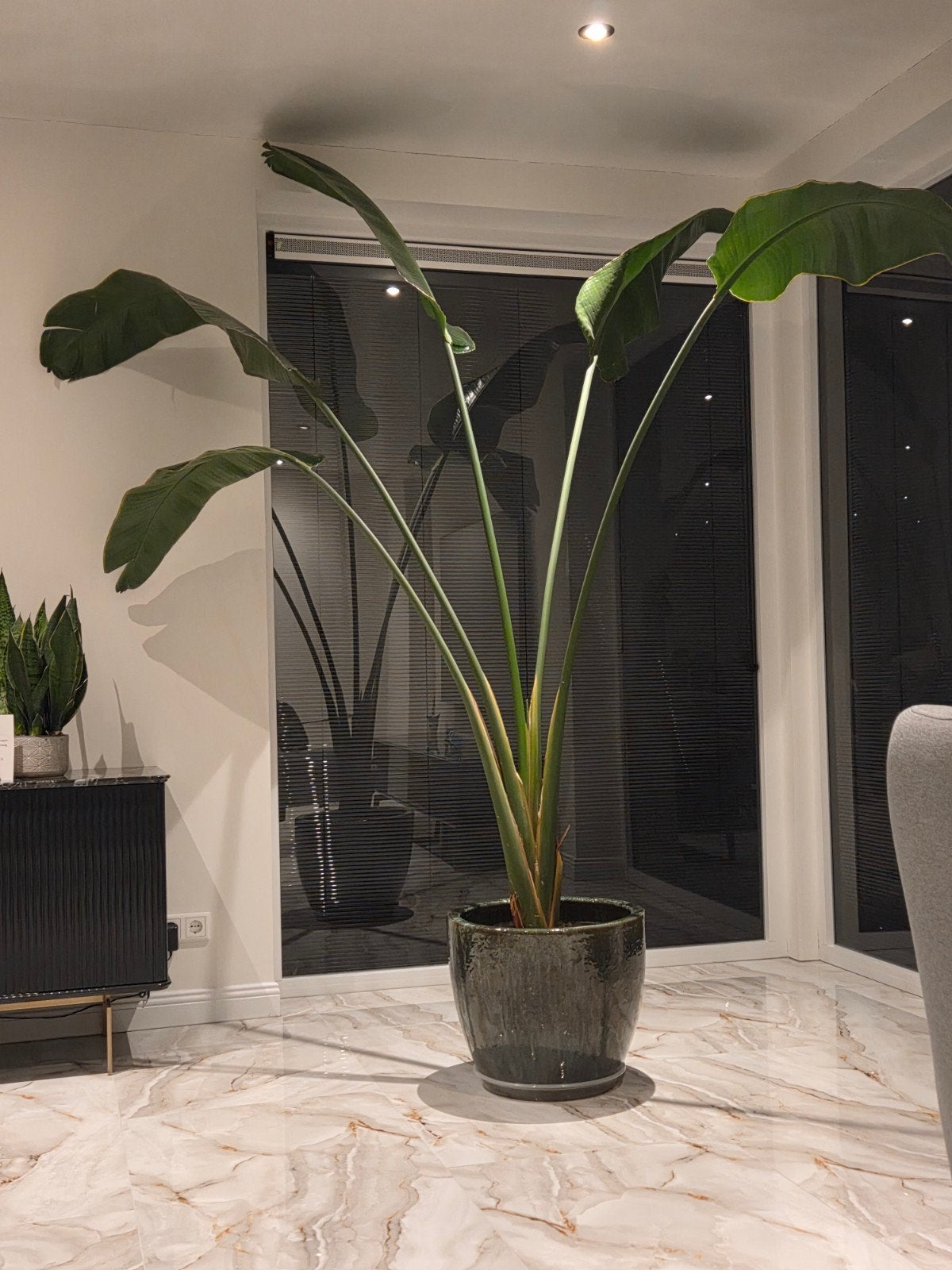 Strelitzia nicolai incl geglazuurde pot groen, Ophalen of Verzenden, Halfschaduw, Minder dan 100 cm
