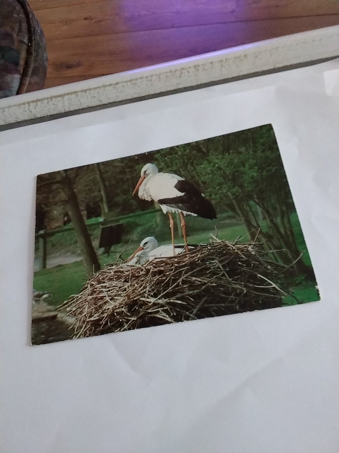 Oude ansichtkaart ooievaars op nest Het Zwin, Ophalen of Verzenden, 1960 tot 1980, Gelopen
