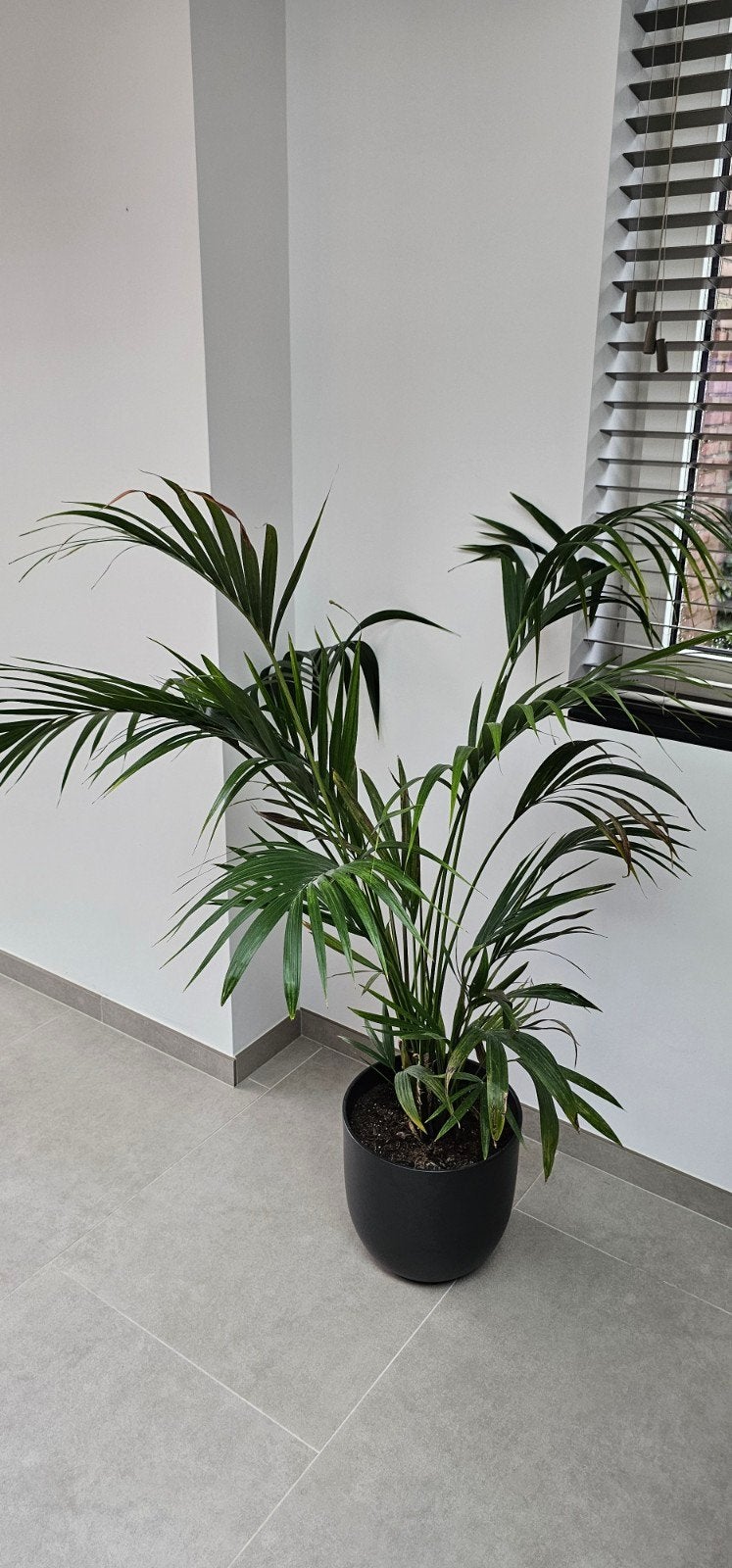 Grote Areca Palm - Kamerplant inclusief pot, Huis en Inrichting, Ophalen, 100 tot 150 cm, Palm, Halfschaduw