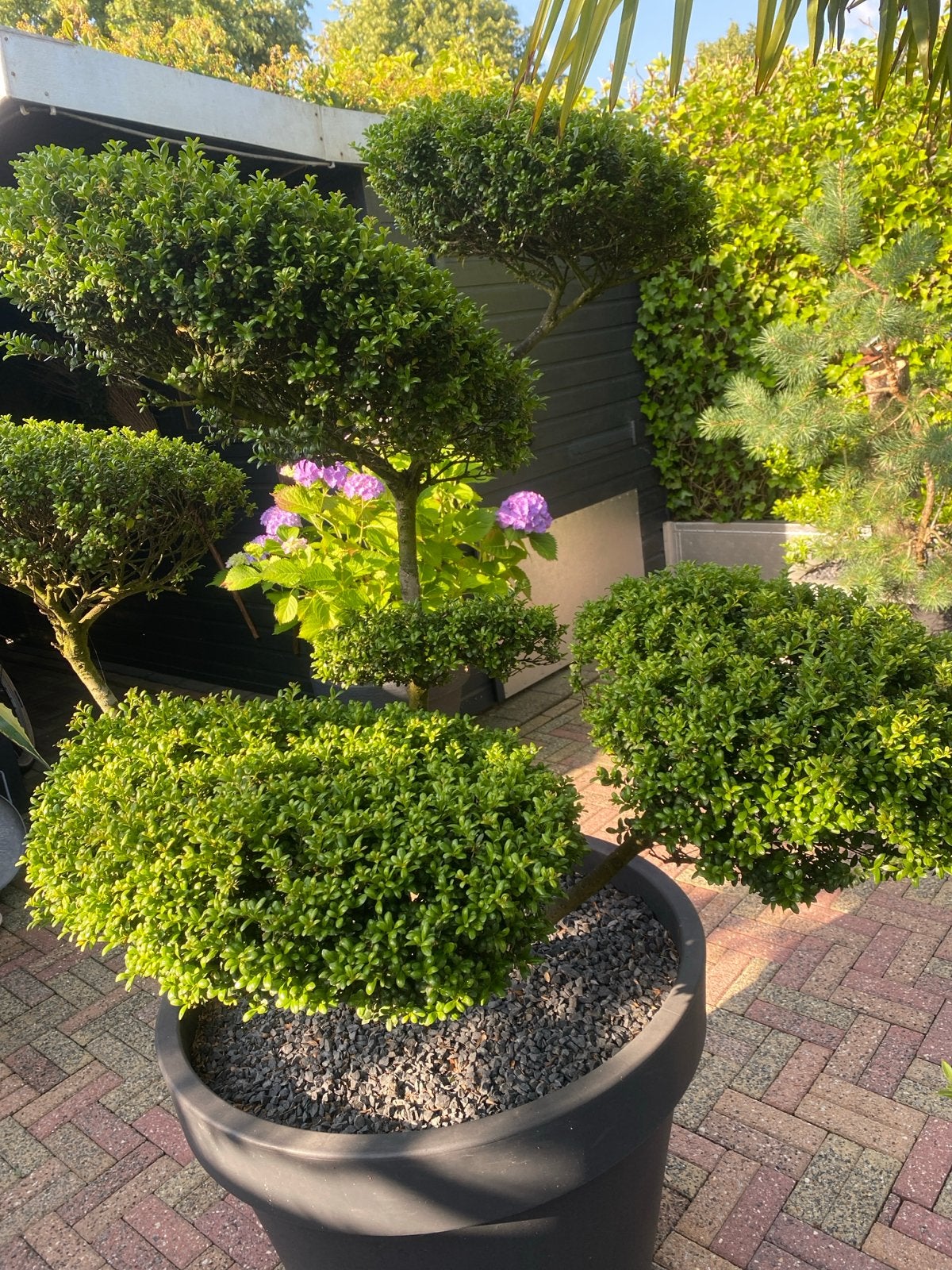Prachtige japanse ilex granate Bonsai in Pot - Unieke Vorm, Overige soorten, Volle zon, Vaste plant, Ophalen of Verzenden