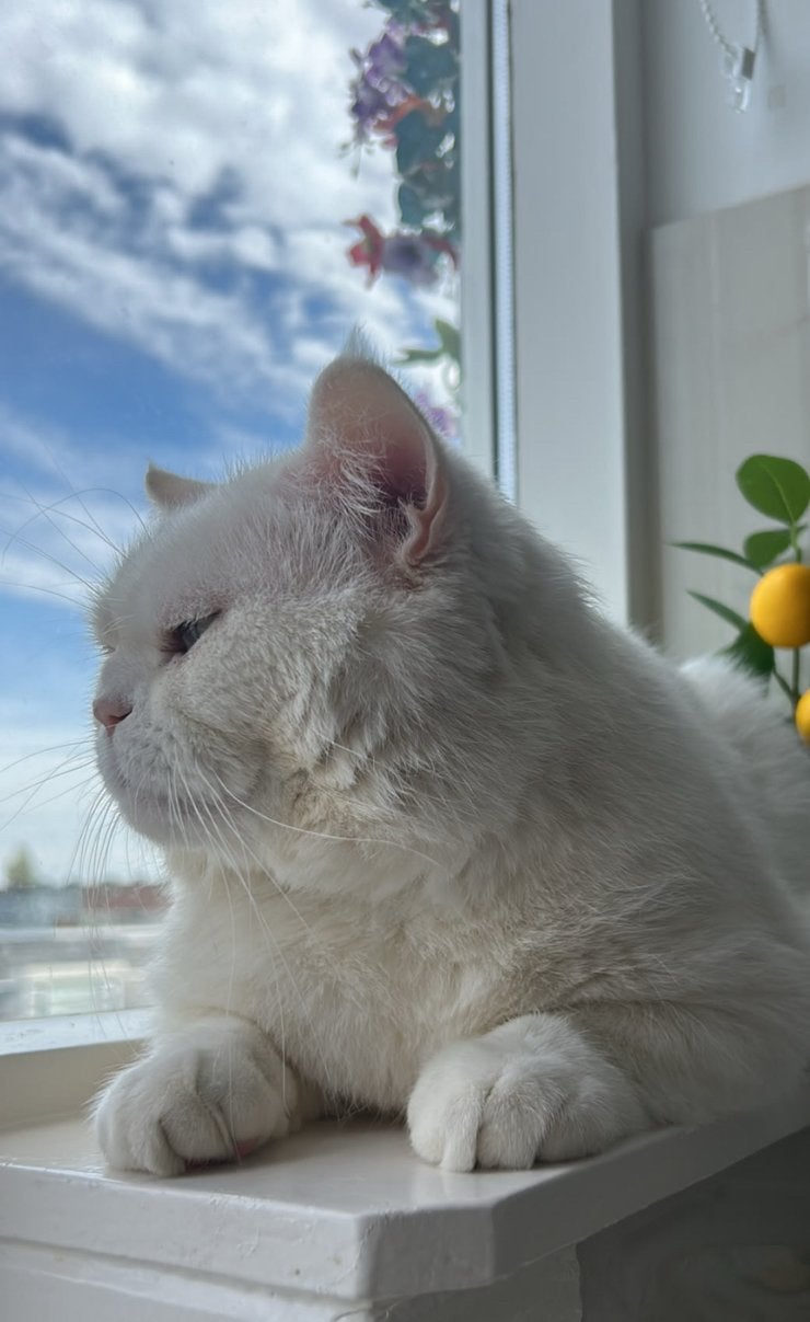 Britsekorthaar koppels zwanger poes, Meerdere dieren, Gechipt, 3 tot 5 jaar