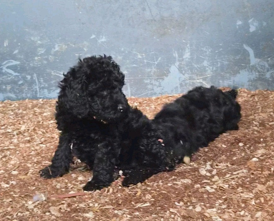8 labradoodle pups te koop, 8 tot 15 weken, Meerdere, Meerdere dieren, Nederland