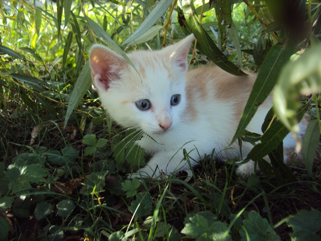 LAATSTE kittens lief wit beige champagne katertje GELIJK MEE, Meerdere dieren, Kortharig, 0 tot 2 jaar