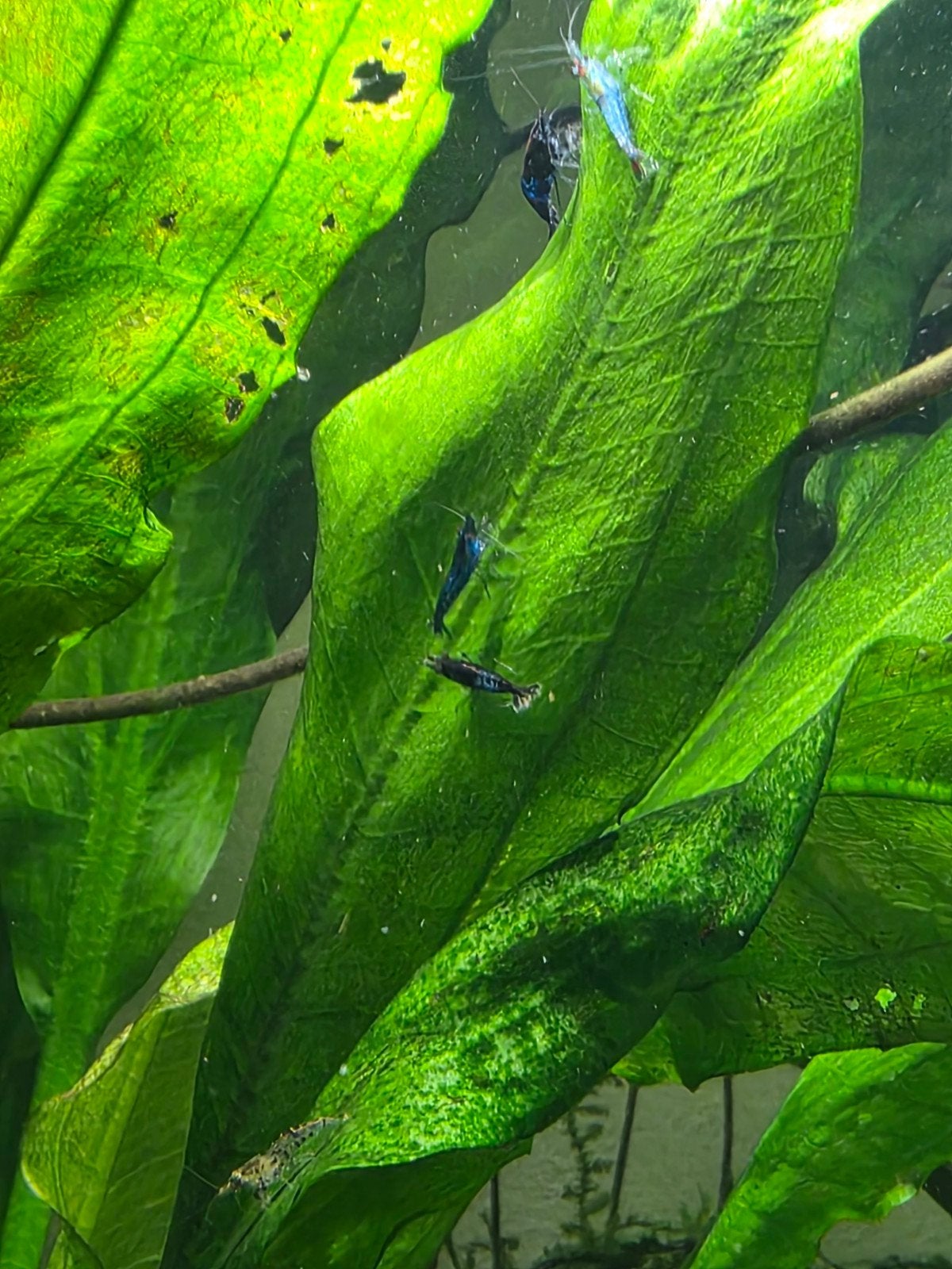 blauwe garnalen, Dieren en Toebehoren, Kreeft, Krab of Garnaal