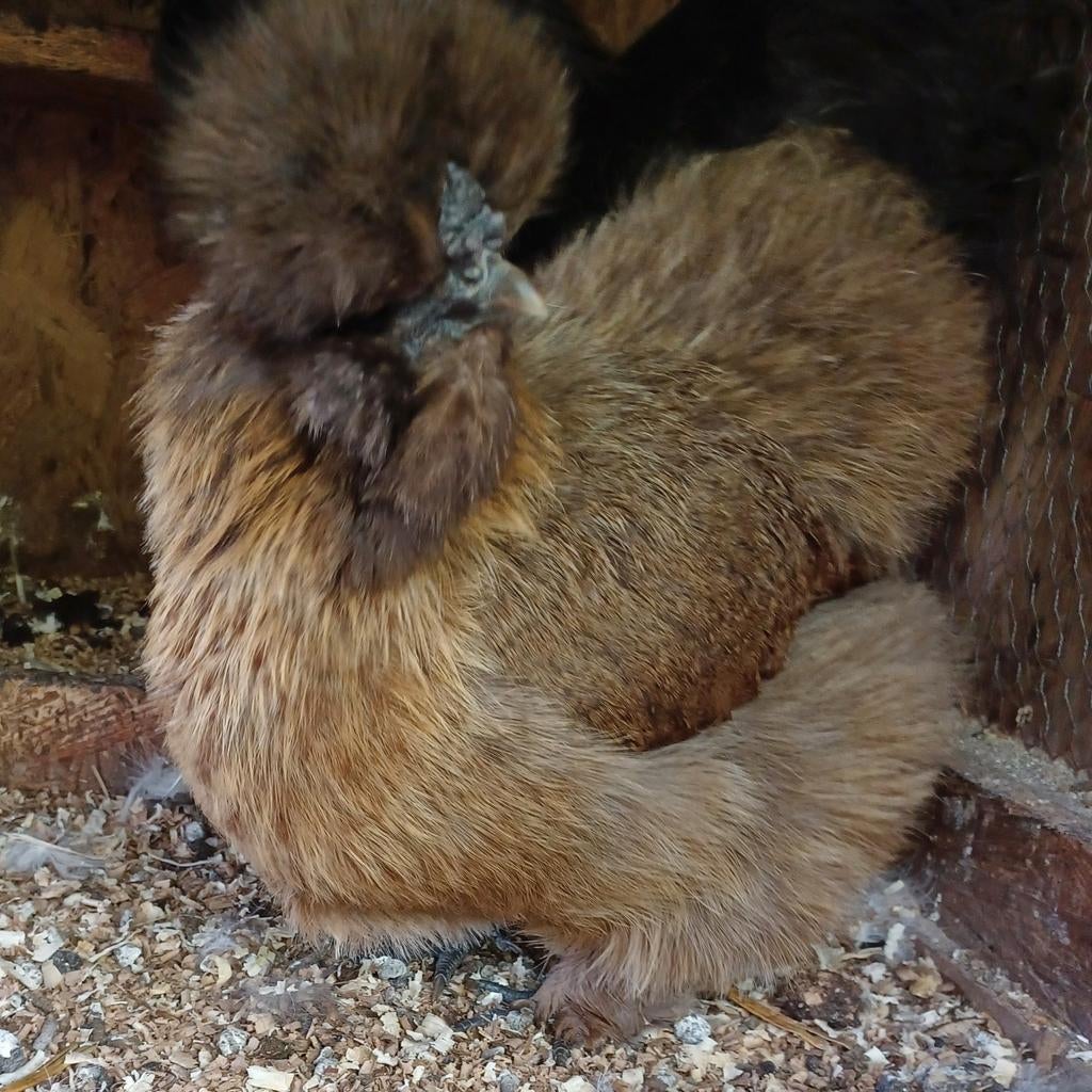 Zijdehoen koppel, Dieren en Toebehoren, Pluimvee, Meerdere dieren, Kip