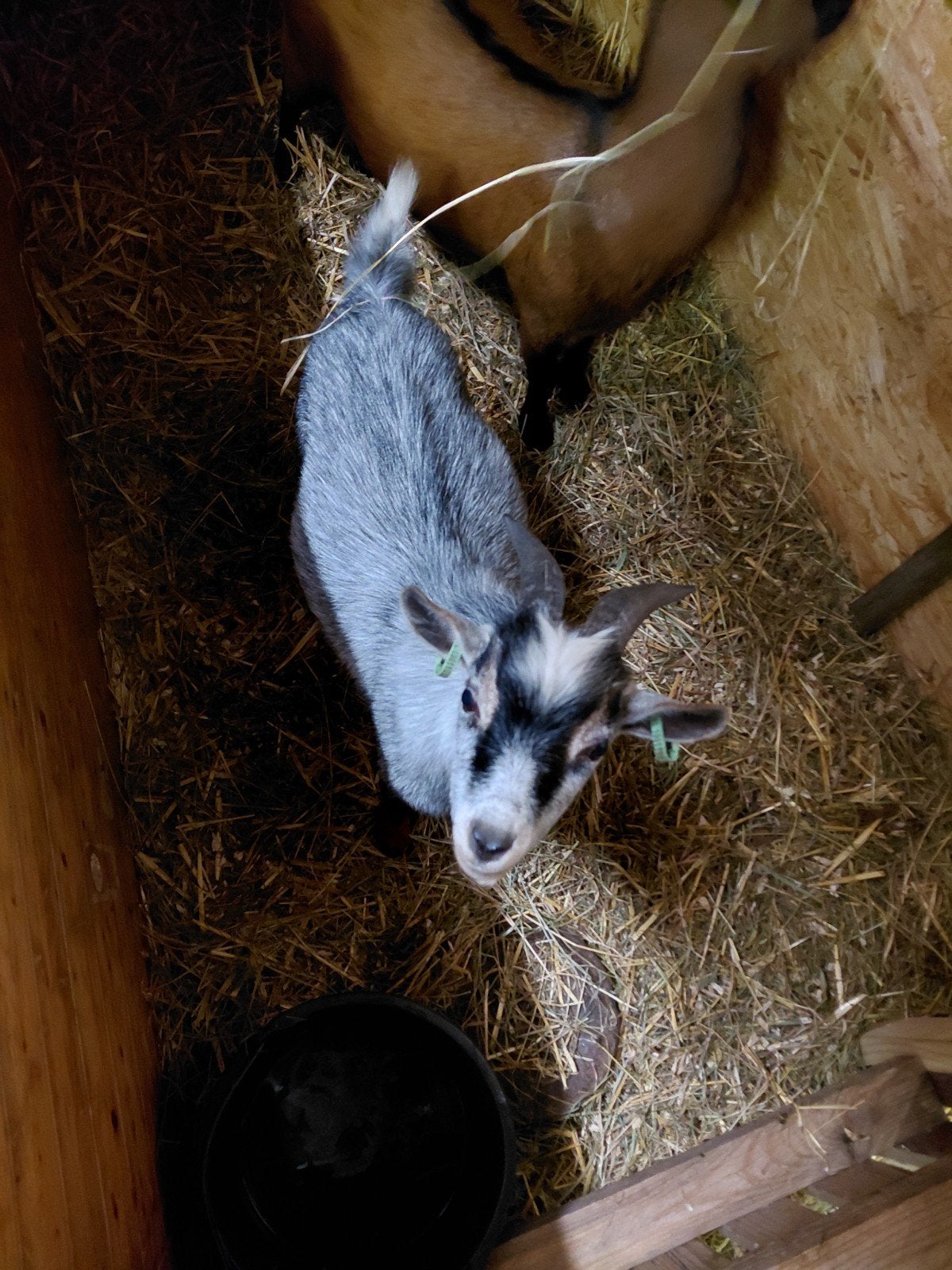 grijze bok, Dieren en Toebehoren, Mannelijk, Geit