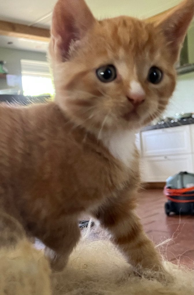 Nog enkele superlieve kittens / poesjes zoeken gouden mandje, Dieren en Toebehoren, Meerdere dieren, Kortharig, 0 tot 2 jaar