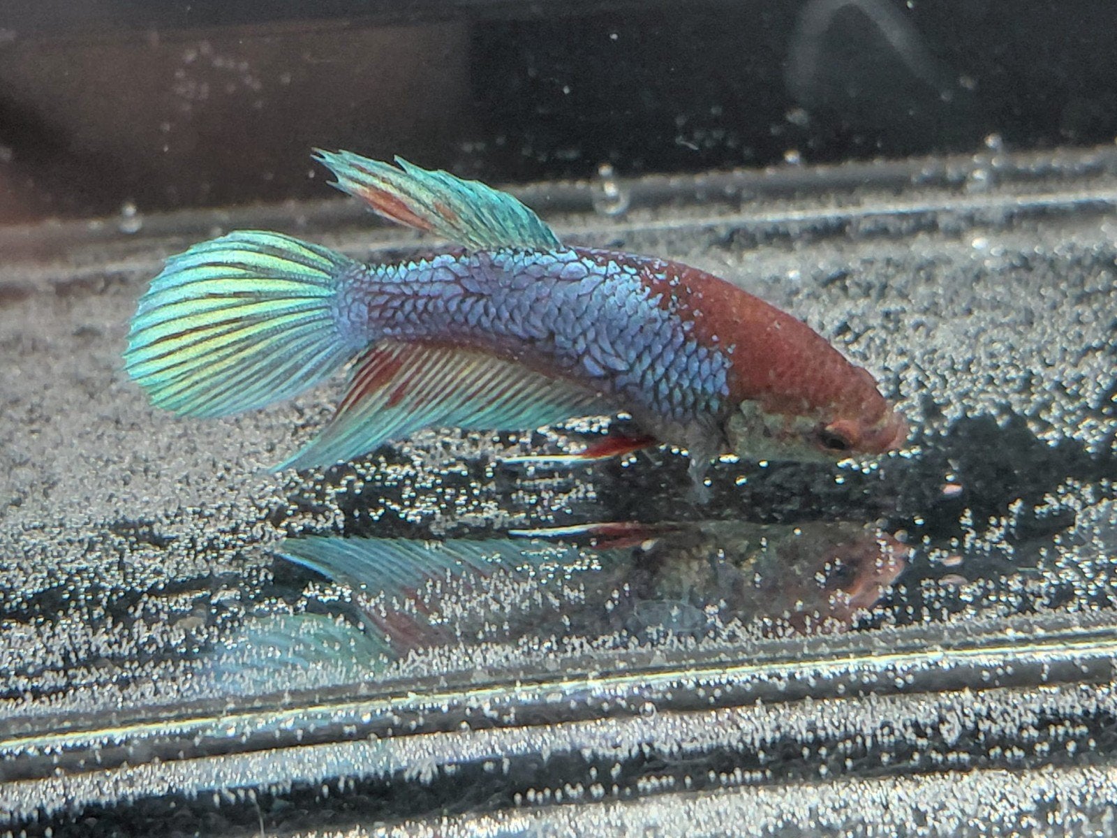 Betta vrouw veiltail, Vis