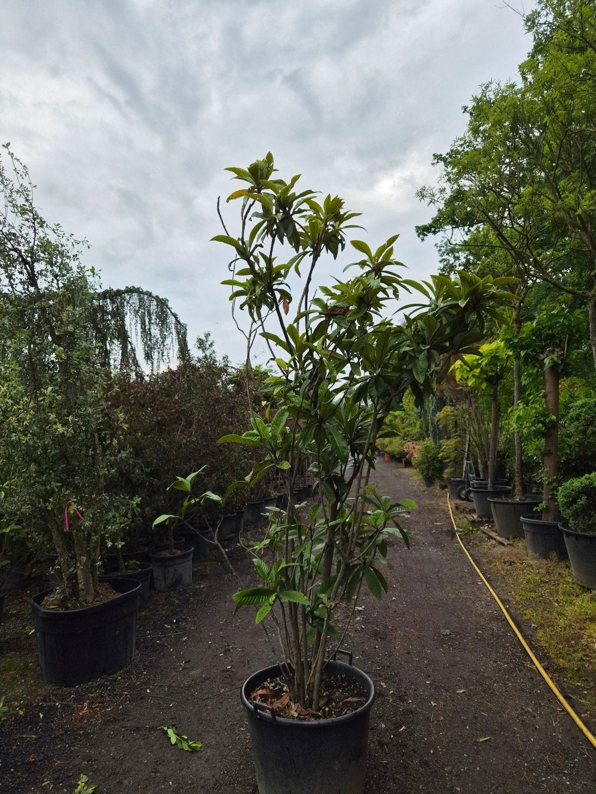Eriobotrya Japonica XXL - Japanse Wolmispel, Ophalen of Verzenden, Overige soorten, Halfschaduw