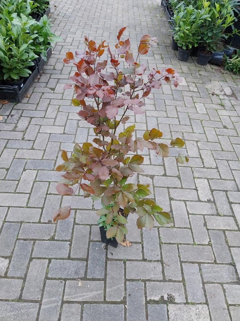 Rode Beukenhaag Planten 80-120 cm hoog, Vaste plant, Bloeit niet, Halfschaduw, Ophalen