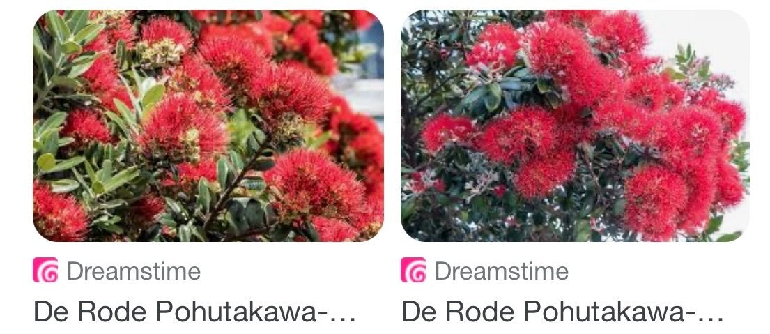 Fantastische mooie Pohutukawa  - Exotische serreplant, Overige soorten, Volle zon, Vaste plant, Ophalen of Verzenden